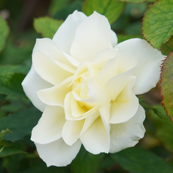 品種名COMING SOON